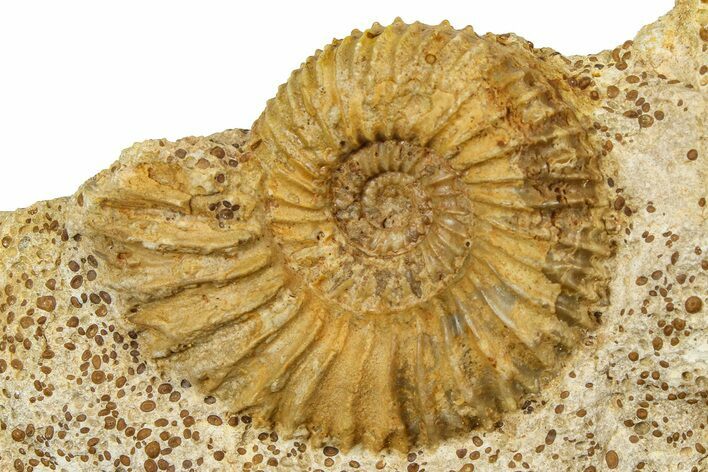Jurassic Ammonite (Garantiana) Fossil - Évrecy, France #367892